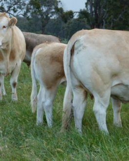 BLONDE D AQUITAINE CATTLE