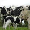 PRIMHOLSTEIN CATTLE