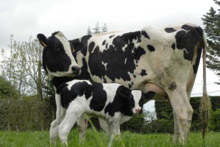 PRIMHOLSTEIN CATTLE