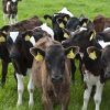 Buy WEANED CALVES online